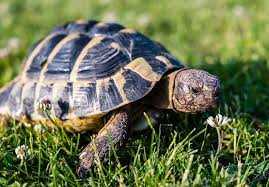 SchildkrÃ¶te