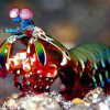 Mantis Shrimp