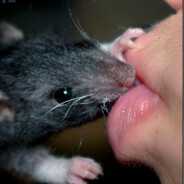 Kiss My Rats