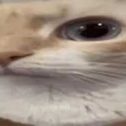coconutty
